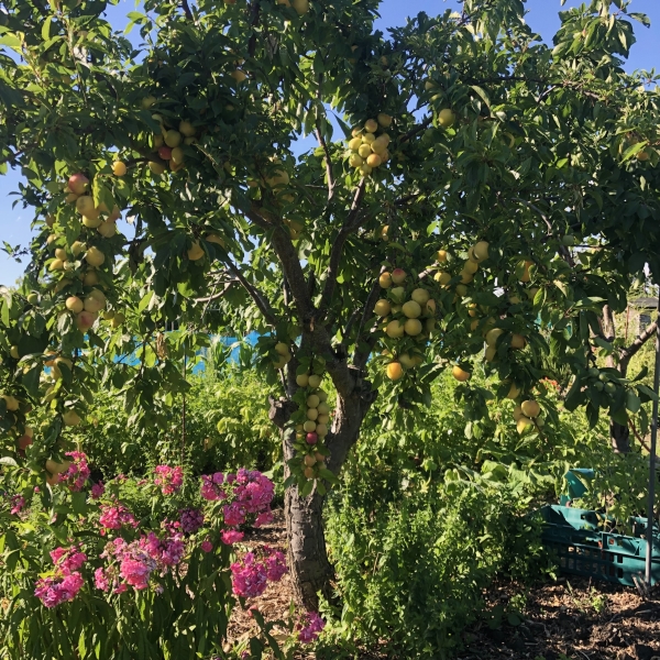 Chitts Hill Allotment & Garden Society